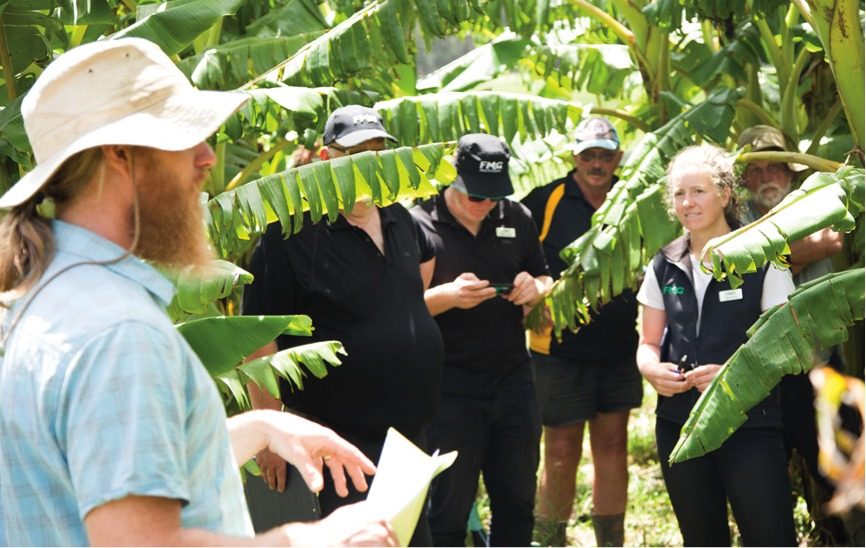 Exploring the potential of bananas NZ Dairy Exporter