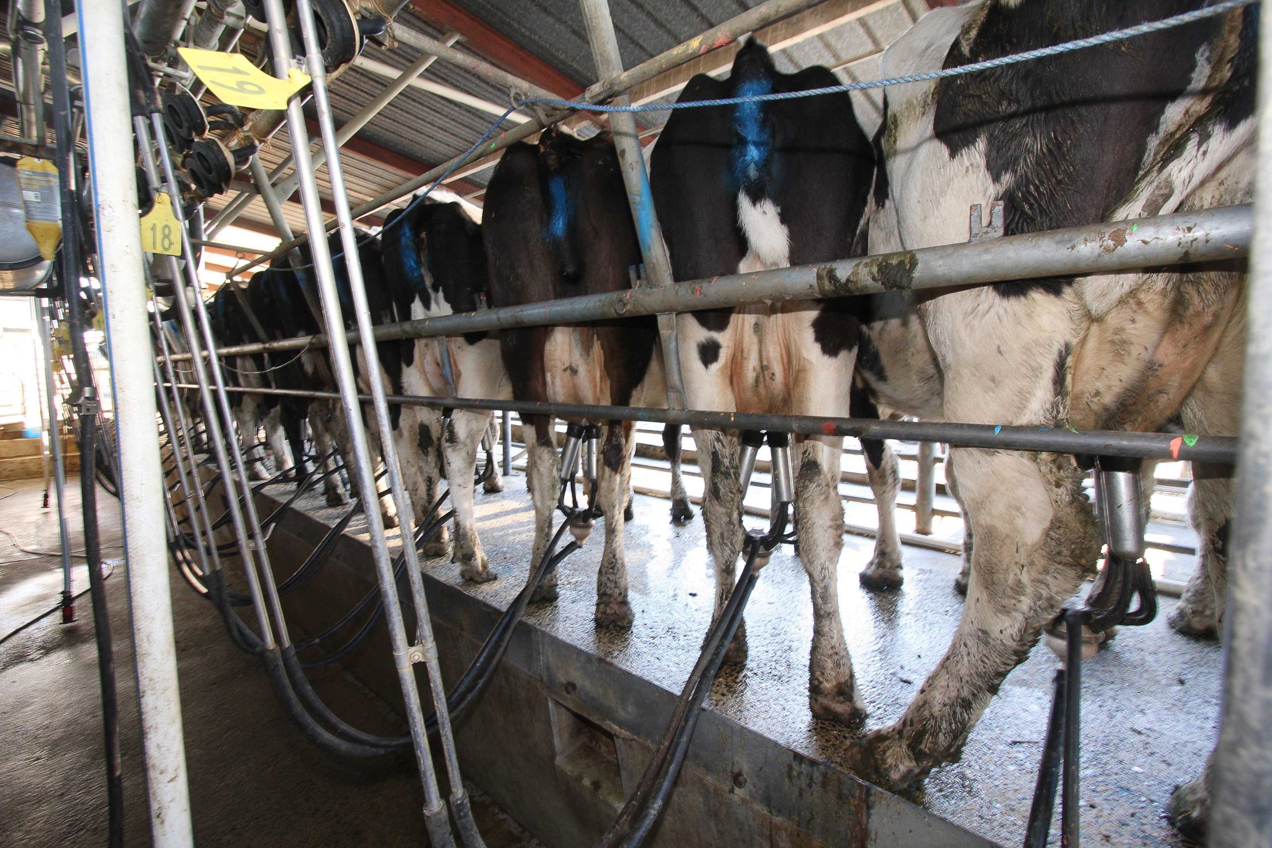 Contract milking during a low milk price - NZ Dairy Exporter