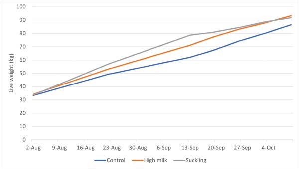 95 Live weight gain calves 2023